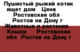 Пушистый рыжий котик ищет дом › Цена ­ 50 - Ростовская обл., Ростов-на-Дону г. Животные и растения » Кошки   . Ростовская обл.,Ростов-на-Дону г.